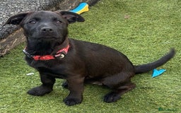 Mixed Breed dogs for sale: Cairndors - Image 4