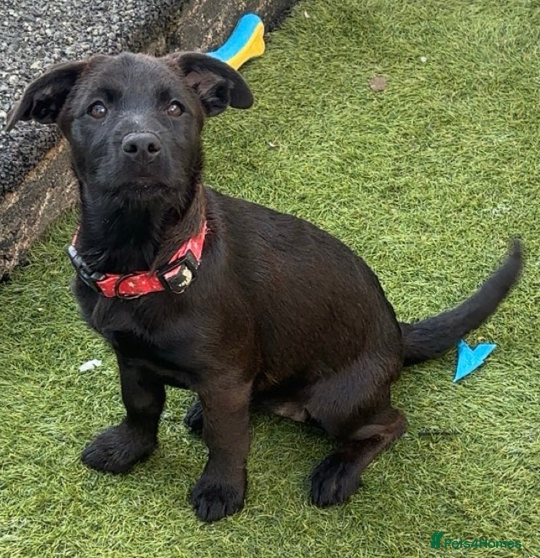 Mixed Breed dogs for sale: Cairndors - Image 4