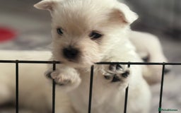 West Highland Terrier dogs for sale: KC West Highland Terrier - Image 3