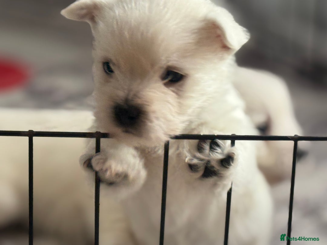 West Highland Terrier dogs for sale: KC West Highland Terrier - Image 3