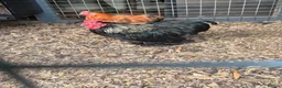 Chickens poultry for sale: Pekin Cockrell in Waterlooville - Advert 1