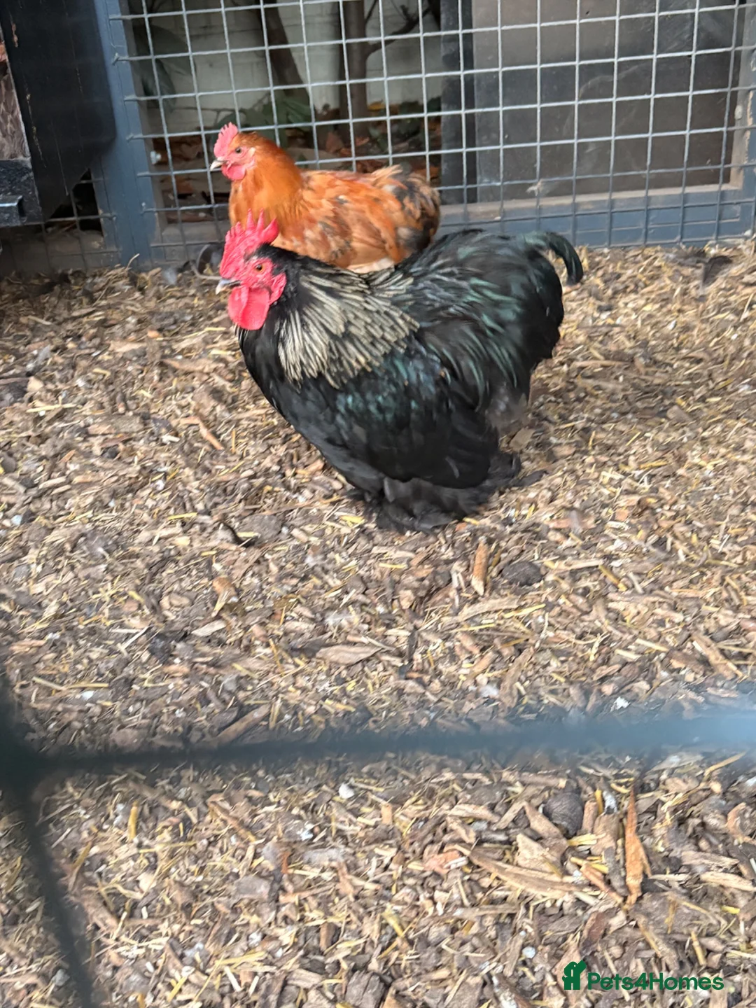 Chickens poultry for sale: Pekin Cockrell in Waterlooville - Advert 1