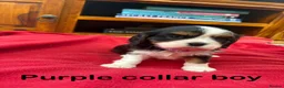 Cavalier King Charles Spaniel dogs for sale: Stunning Cavalier King Charles Puppies in Pencader - Advert 4