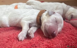 Golden Retriever dogs for sale: KC English Cream Golden Retriver puppy’s  in Sleaford - Image 13