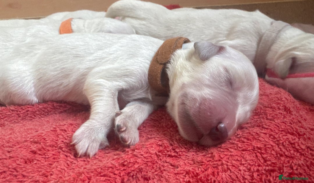Golden Retriever dogs for sale: KC English Cream Golden Retriver puppy’s  in Sleaford - Image 13