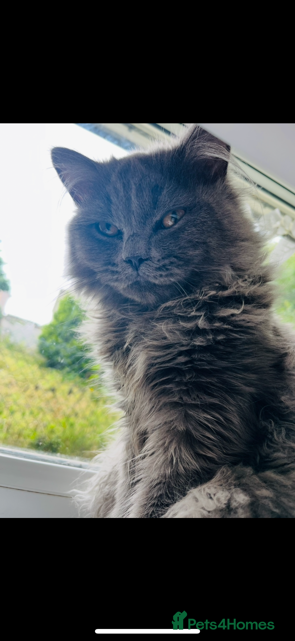 British Longhair cats Male British longhair - Advert 1