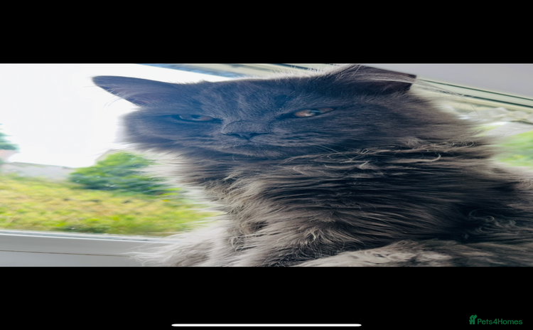 British Longhair cats Male British longhair - Advert 1