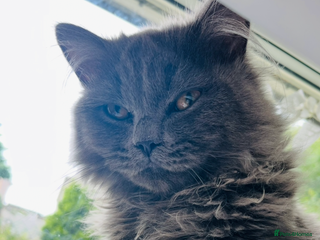 British Longhair cats for sale: Male British longhair - Advert 1