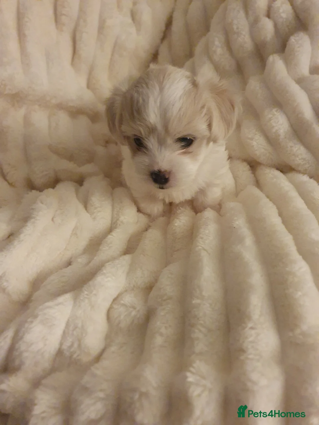 Mixed Breed birds for sale:  Adorable Maltese Girl Looking for a Loving Family - Advert 3