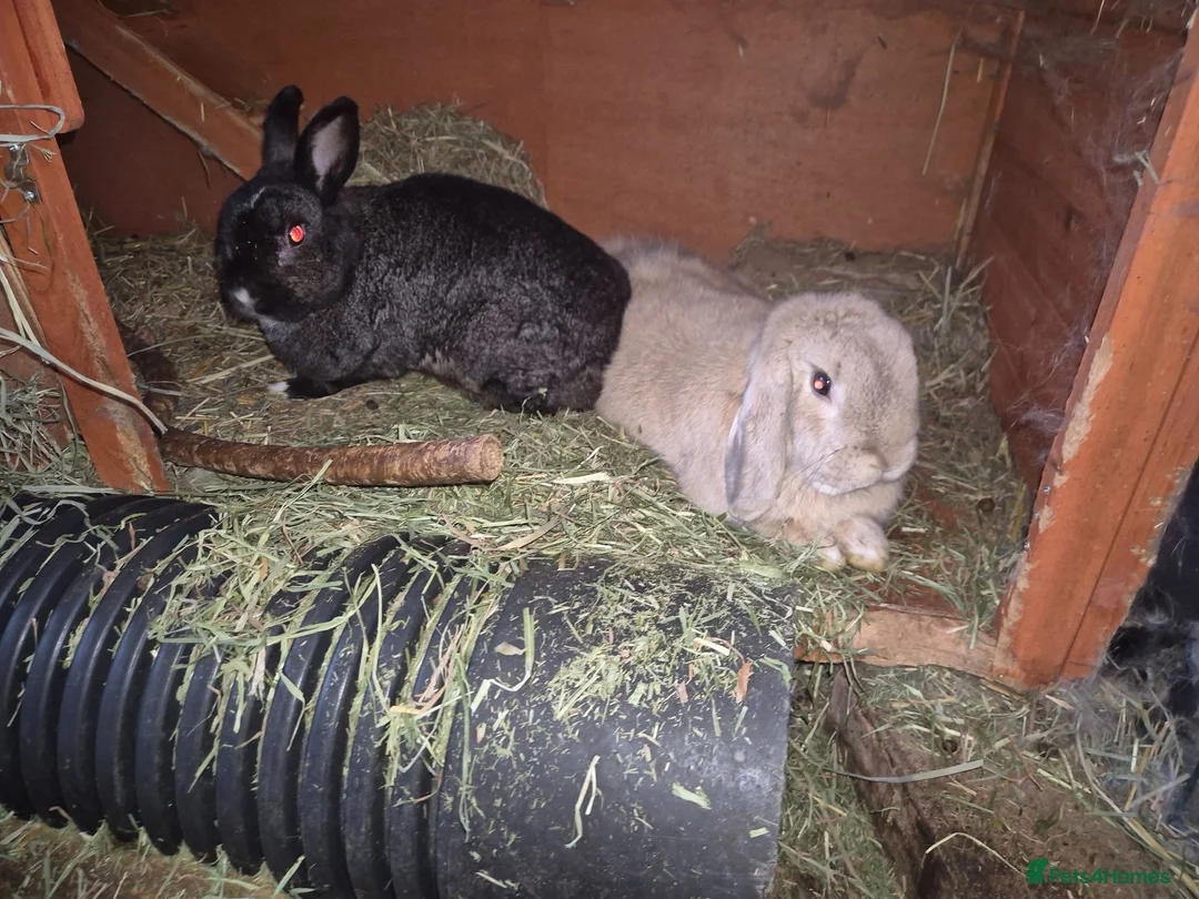 Mixed Breed rabbits for sale: Two pairs of rabbits - Advert 3