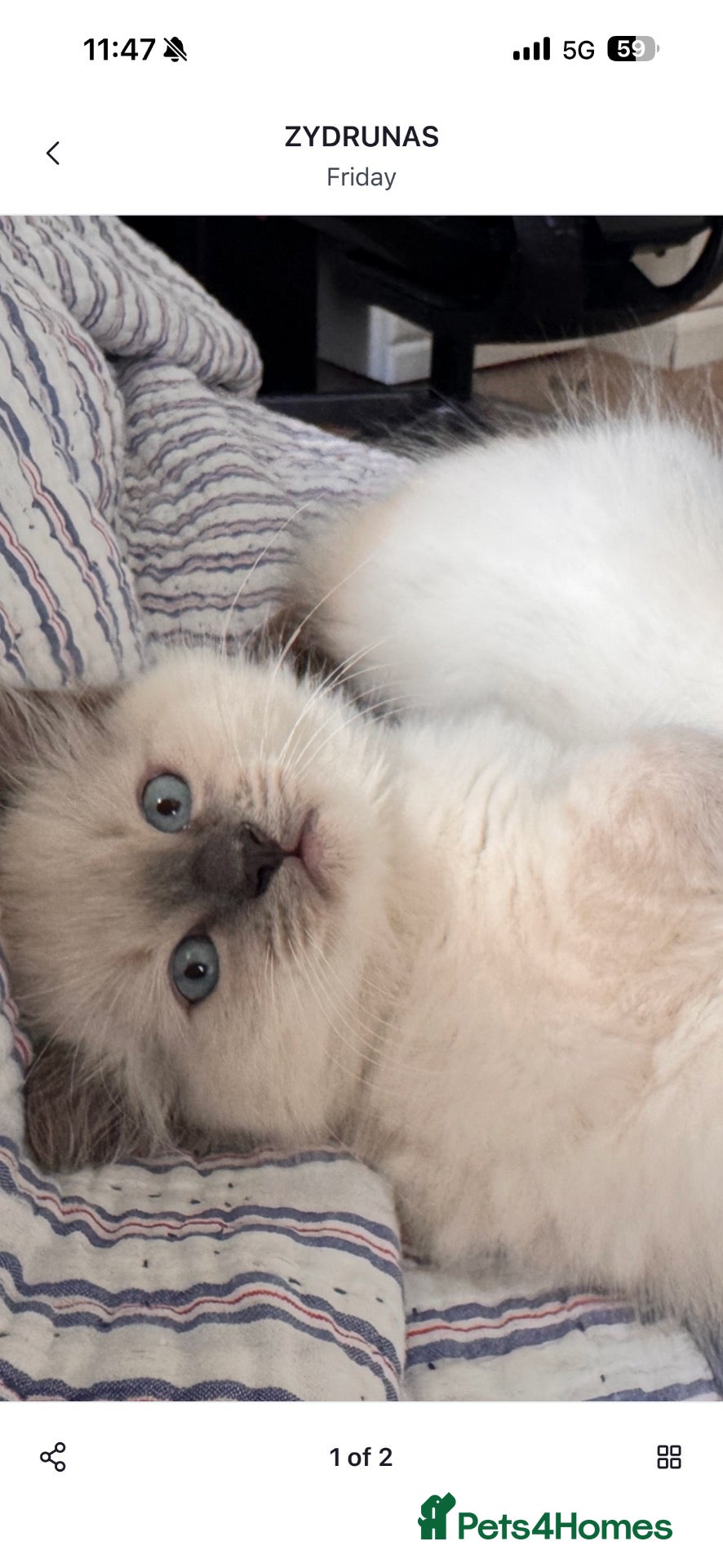 Ragdoll cats Stunning ragdoll kittens ready to go home 15thOct  - Advert 1