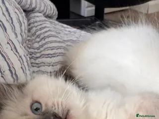 Ragdoll cats Stunning ragdoll kittens ready to go home 15thOct - Advert 1