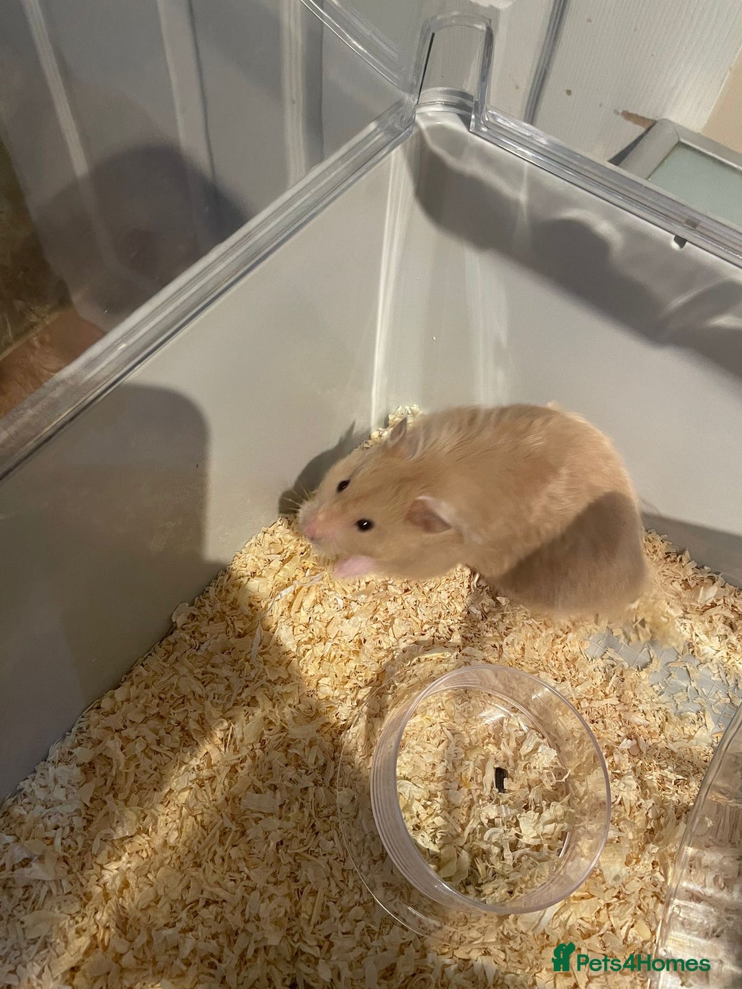 Hamster rodents for sale: Syrian Hamster for sale! - Advert 2