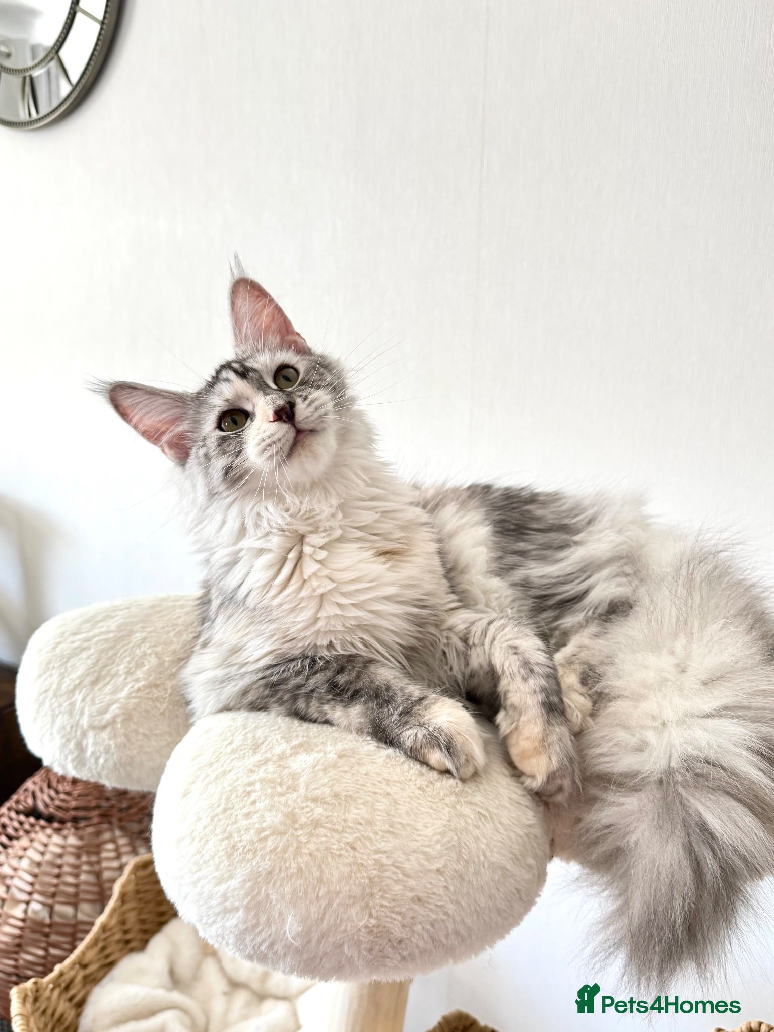 Maine Coon cats 🌟🌟Jadore  – Beautiful Girl Maine Coon 🌟🌟 - Advert 3