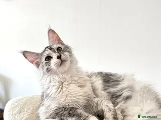 Maine Coon cats 🌟🌟Jadore – Beautiful Girl Maine Coon 🌟🌟 - Advert 16