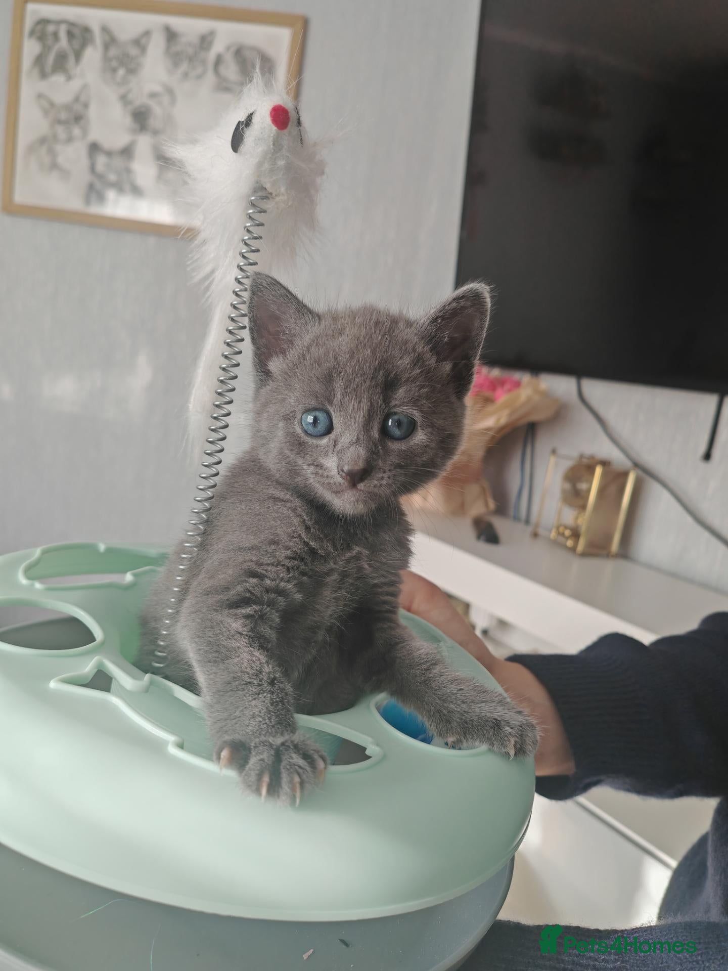 Mixed Breed cats Kittens - Advert 6