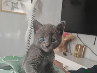 Mixed Breed cats Kittens - Advert 6