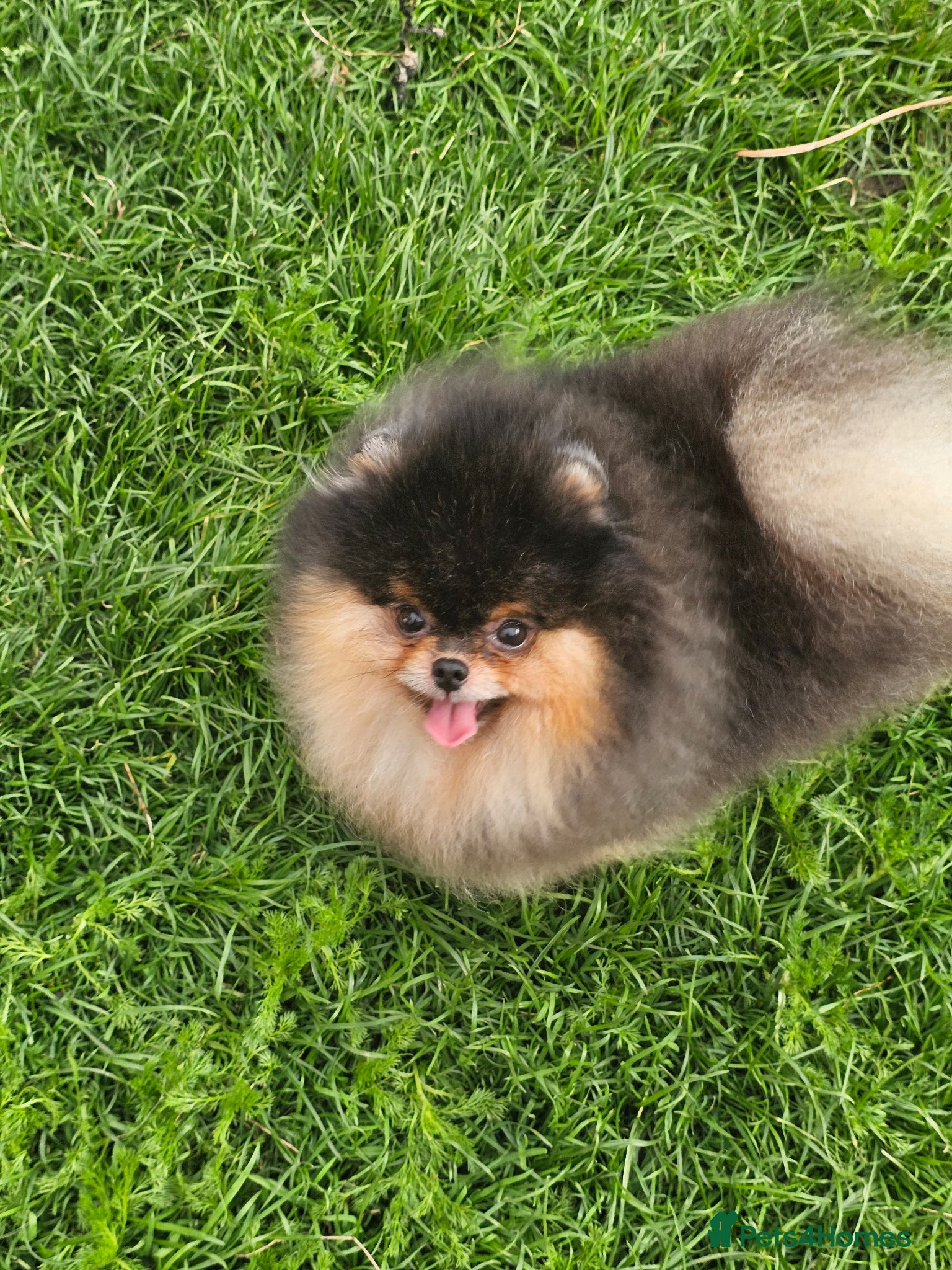 Pomeranian dogs for sale: Pom puppies - Advert 8