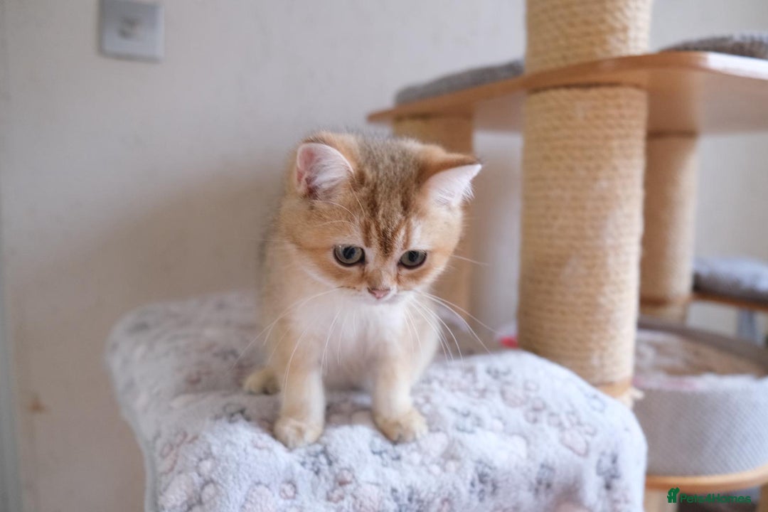 Scottish Fold cats for sale: Scottish fold and straight kittens  - Advert 7