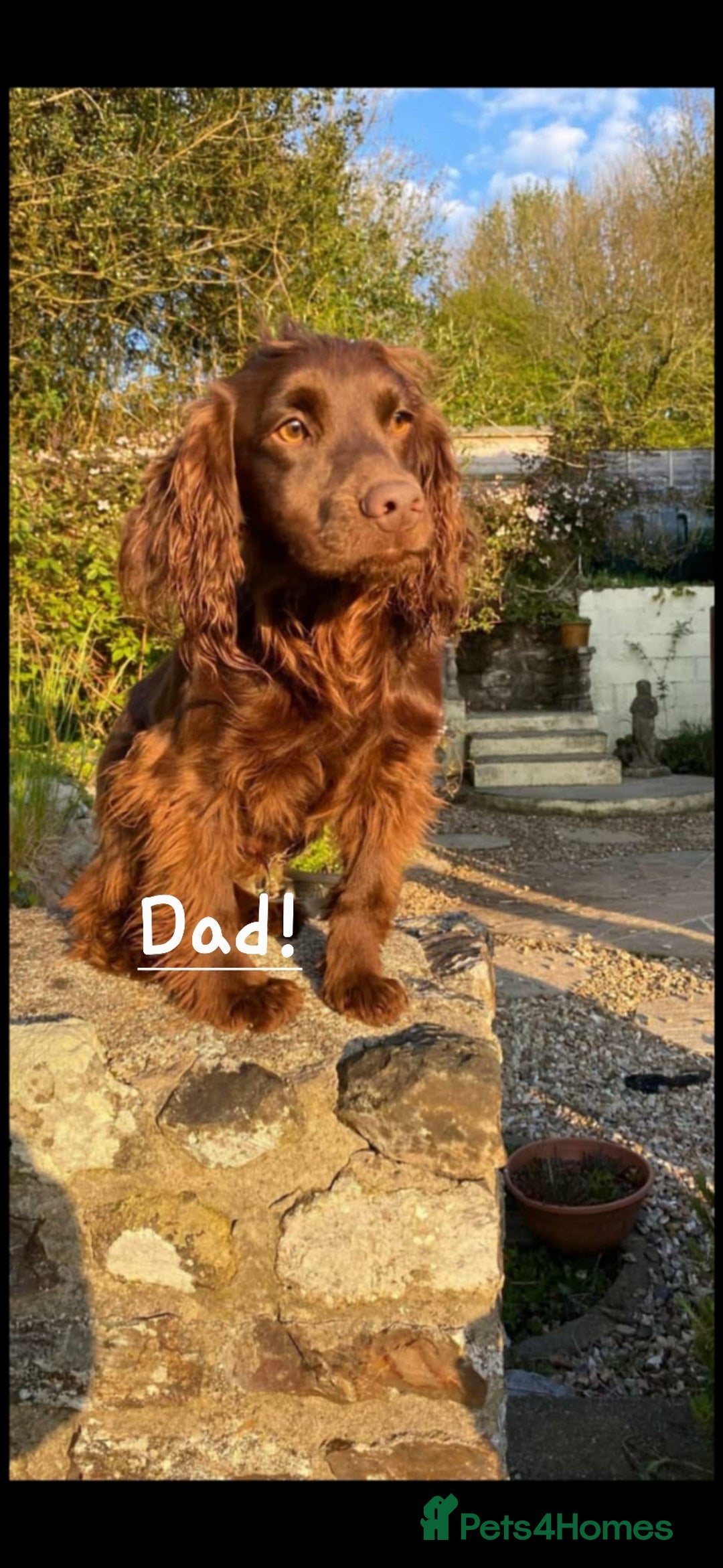 Cocker Spaniel dogs for sale: 3 beautiful working cocker spaniel pups  - Advert 16