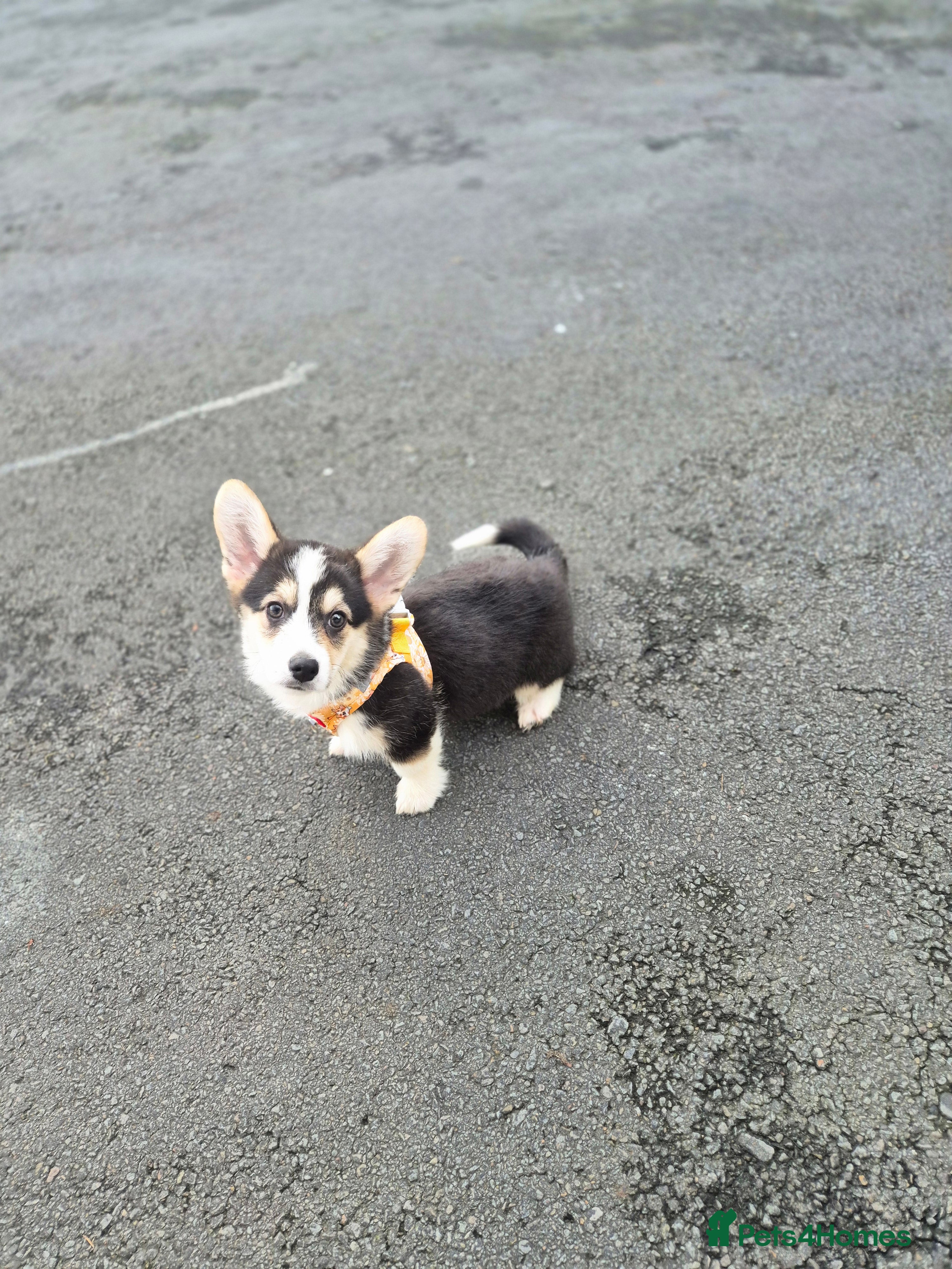 Welsh Corgi Pembroke dogs Kc reg standard coat & fluffy - Advert 1