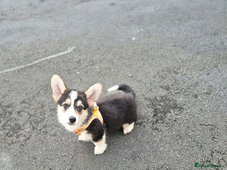 Welsh Corgi Pembroke dogs Kc reg standard coat & fluffy - Advert 1