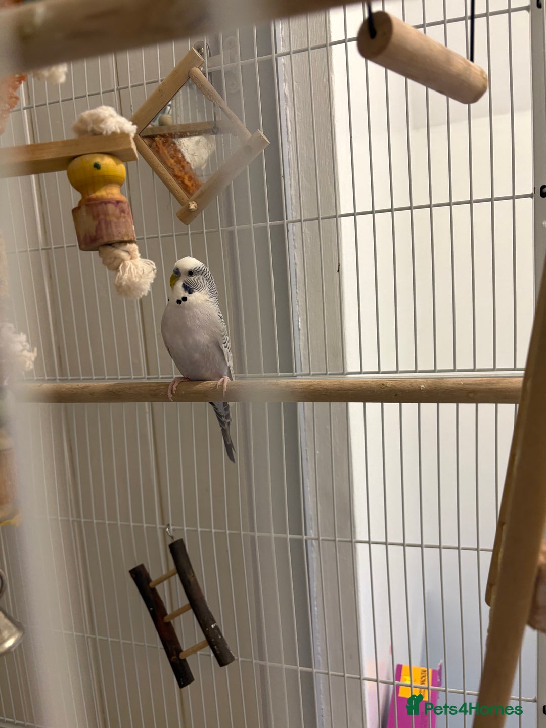 Budgerigars birds for sale: Budgies for sale - Advert 3