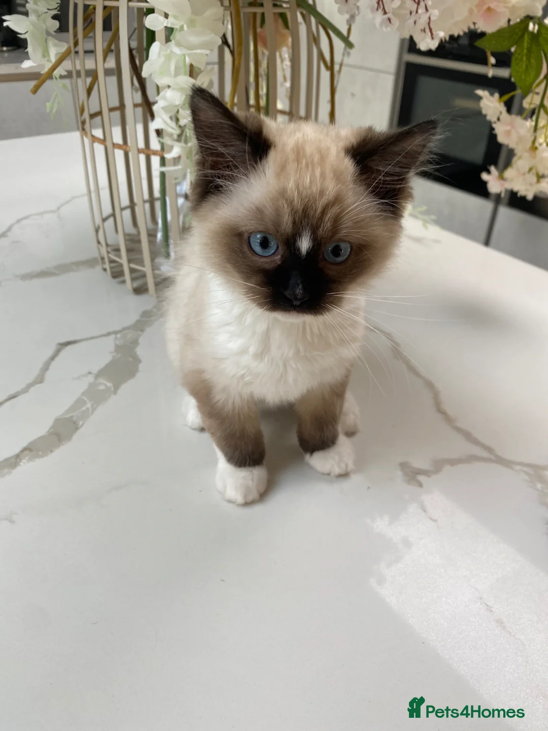 Ragdoll cats for sale: TICA registered Ragdoll Kittens Available  - Advert 1