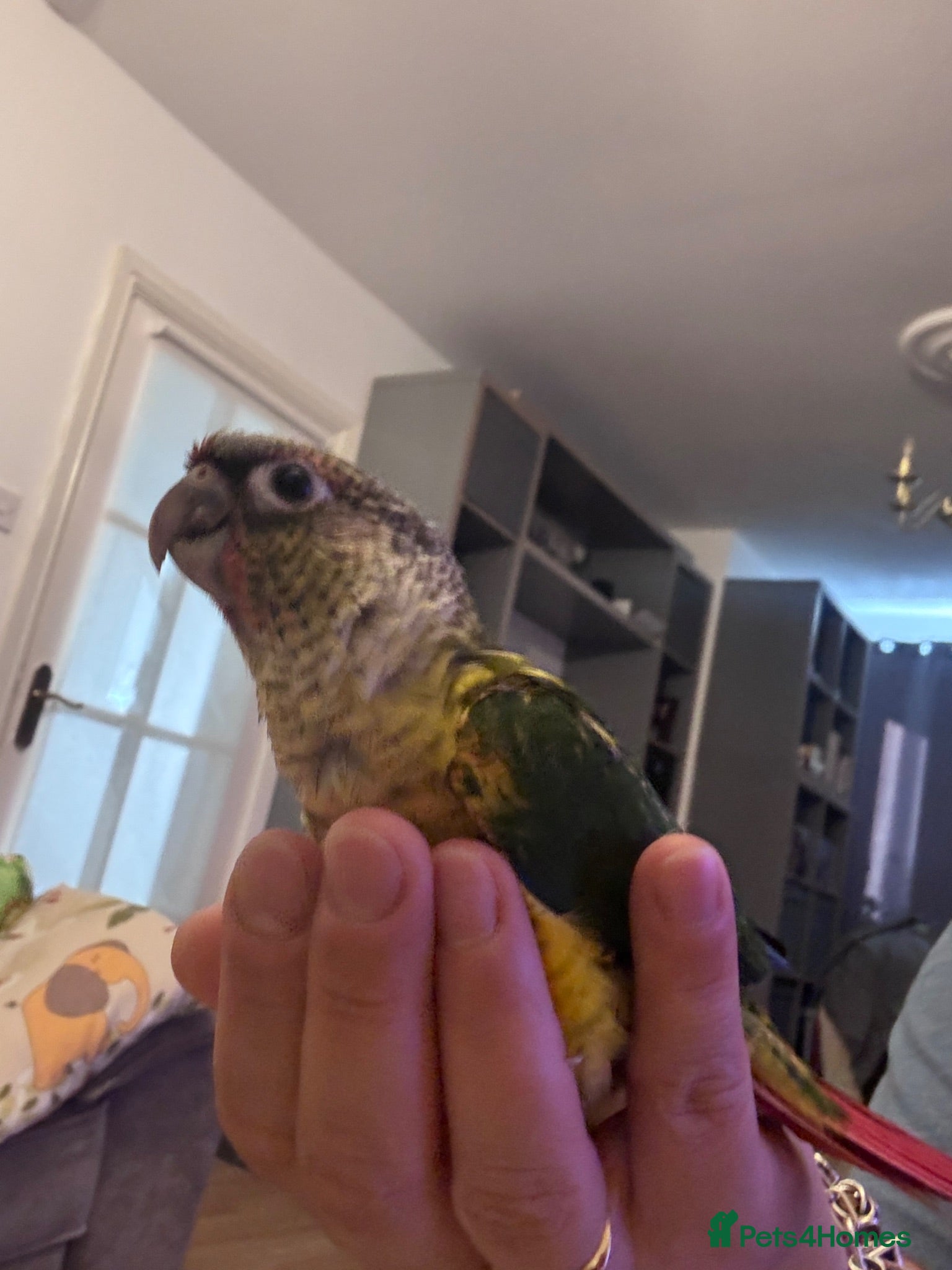 Conures birds Tamed baby conures - Advert 1