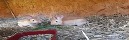 Rex rabbits for sale: Orange rex babies - Advert 2