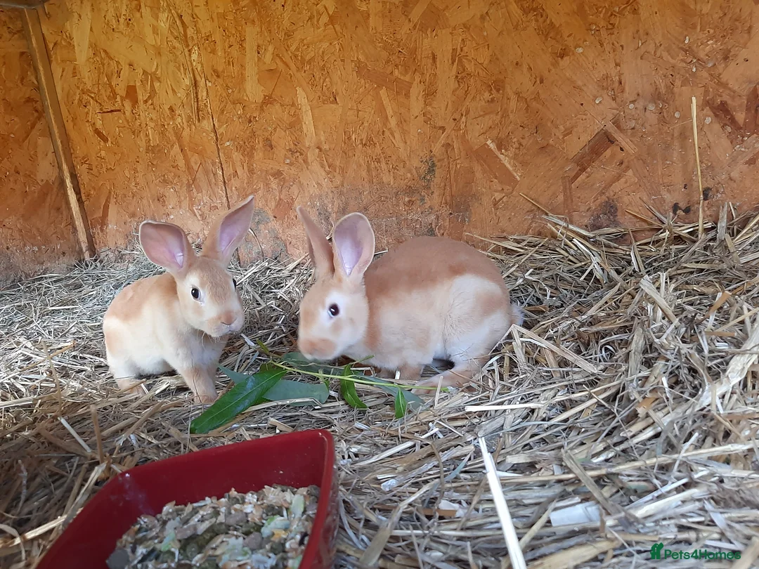 Rex rabbits for sale: Orange rex babies - Advert 2