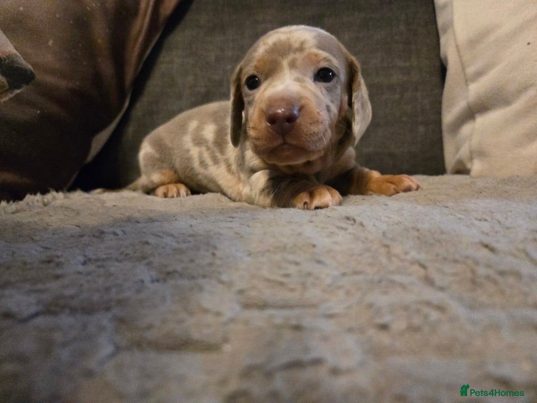 Miniature Dachshund dogs for sale: Miniature Dachshund Puppies - Advert 18