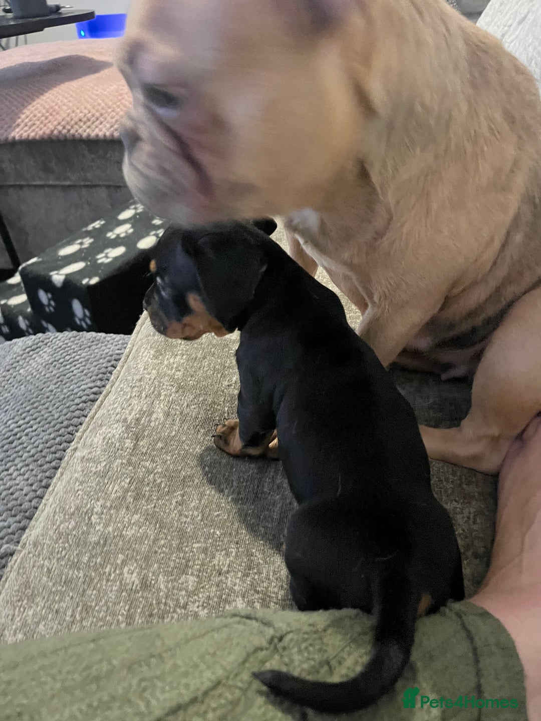 Mixed Breed dogs for sale: Miniature dachshund X French bulldog  - Image 25