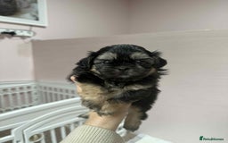 Shih Tzu dogs for sale: Last 2 Imperial Shih Tzu Boys – Ready 08/10 - Image 5