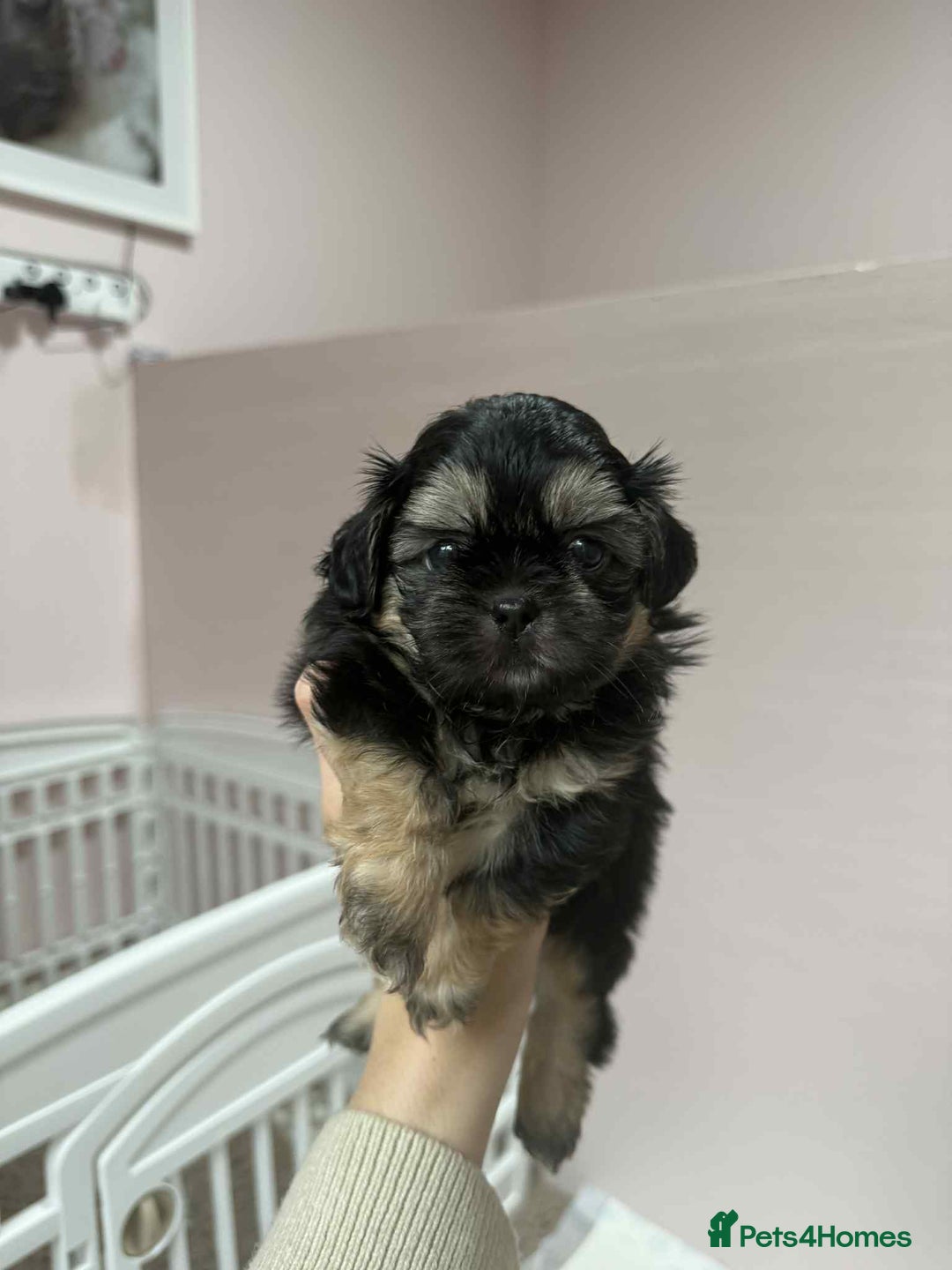 Shih Tzu dogs for sale: Last 2 Imperial Shih Tzu Boys – Ready 08/10 - Image 5