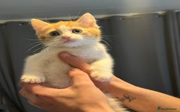 Domestic Shorthair cats for sale: Beautiful litter of 5 kittens  - Image 6