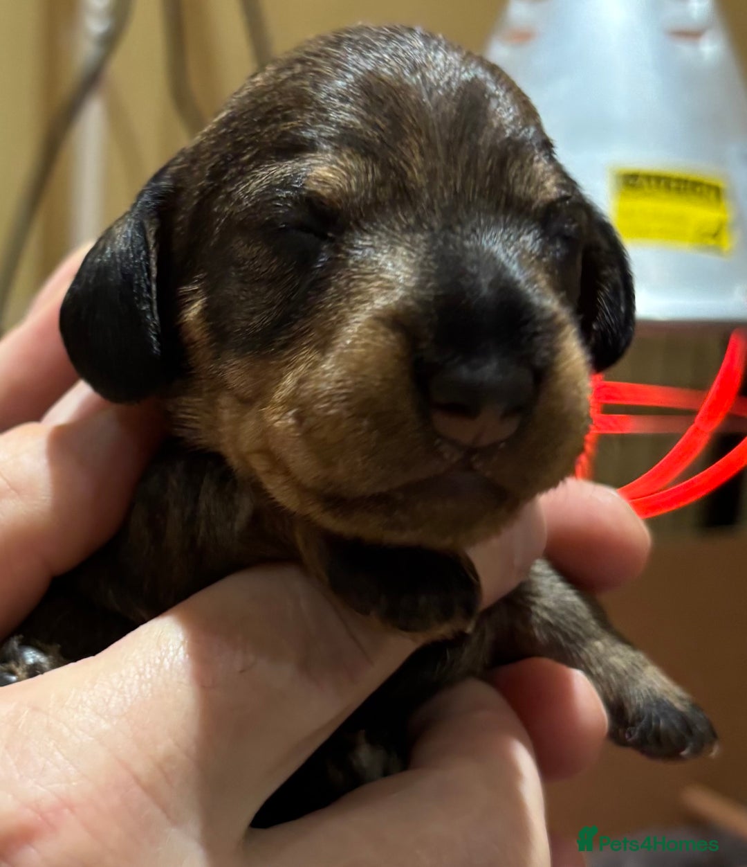 Miniature Dachshund dogs for sale: Miniature Wirehaired Dachshund - Advert 3