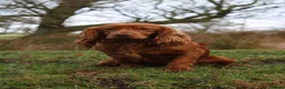 Cocker Spaniel dogs for stud: Outstanding fully health tested cocker at stud in Lancaster - Advert 5