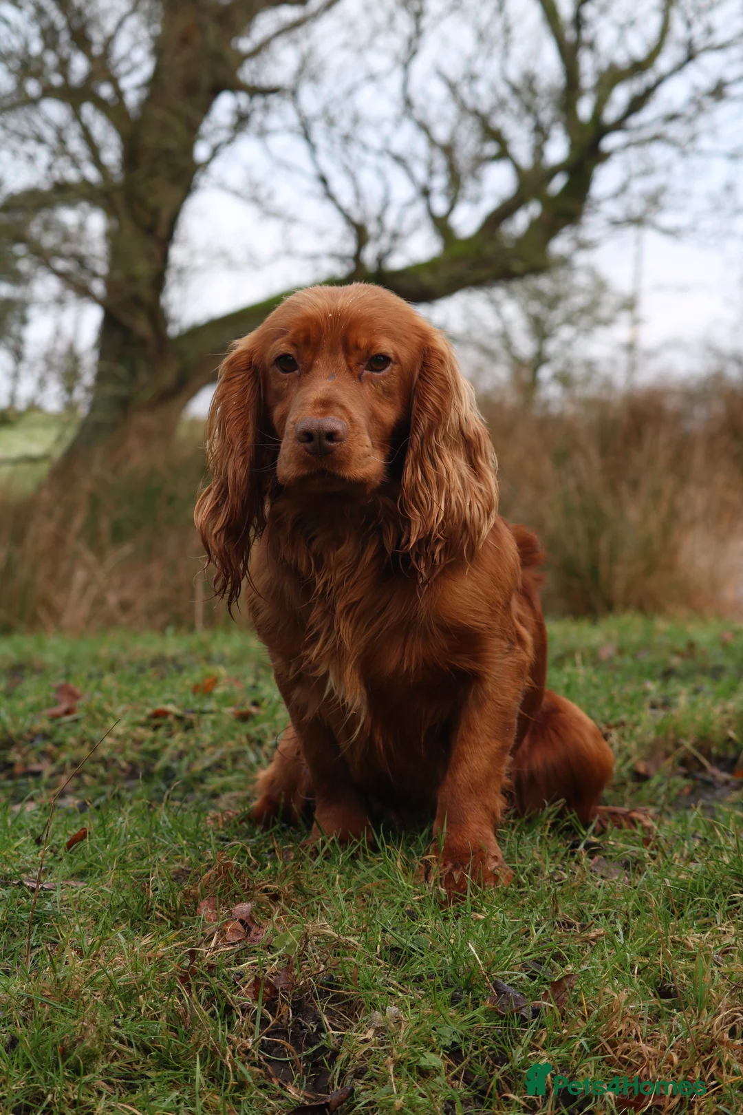 Cocker Spaniel dogs for stud: Outstanding fully health tested cocker at stud in Lancaster - Advert 5