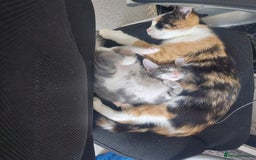 Domestic Shorthair cats for sale: 5 Beautiful Kittens Looking for Forever Homes - Image 3