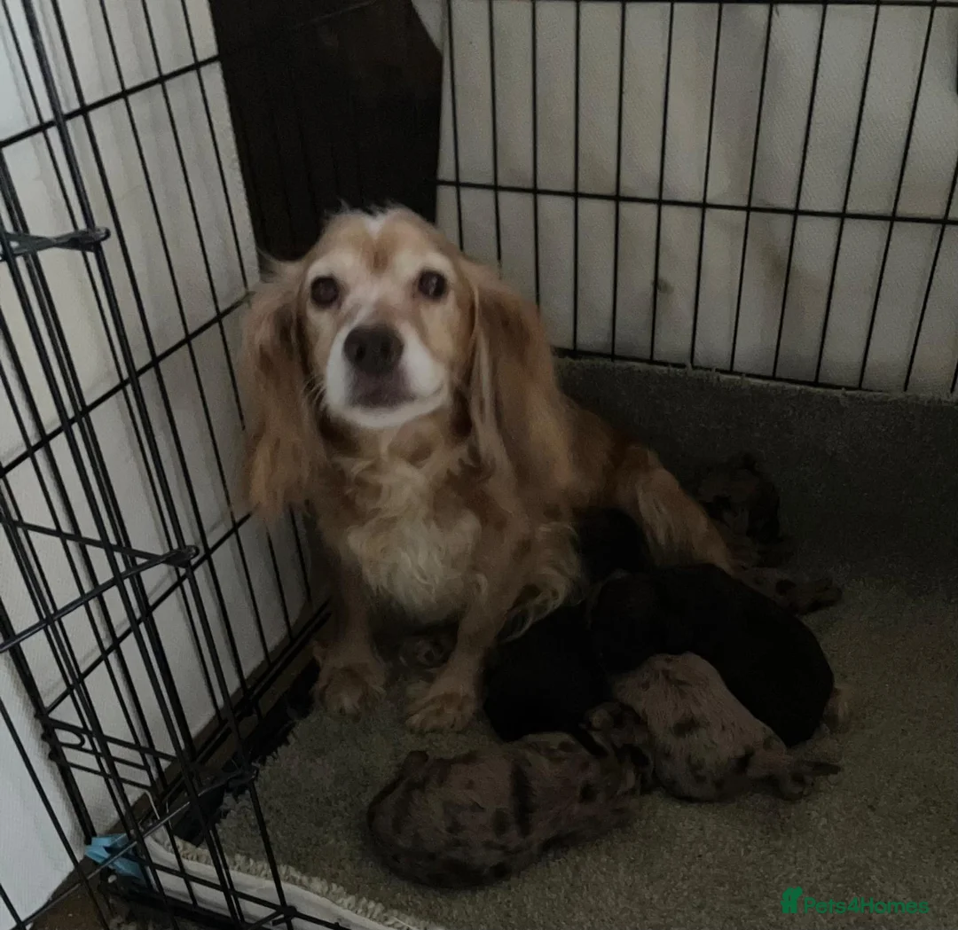 Cocker Spaniel dogs for sale: 5 stunning cocker spaniel puppies in Bishop Auckland - Advert 7
