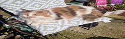 Mixed Breed cats for sale: Cats in desperate need of a new home together - Advert 4