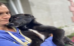 Mixed Breed dogs for adoption: ❤️Sandra, 7(8) month-old lower-medium girl ❤️ - Advert 5