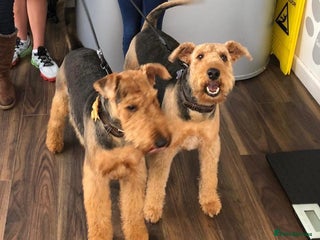 Airedale Terrier dogs in Oldham - Advert 1