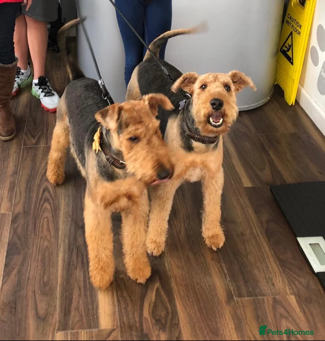 Airedale Terrier dogs for stud: Proven KC Airedale Stud  in Oldham - Advert 2