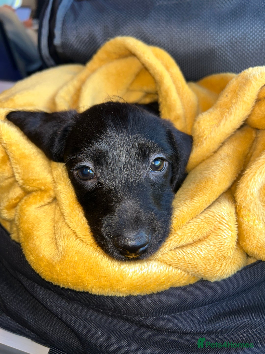 Doxiepoo dogs for sale: Doxiepoo - Image 8