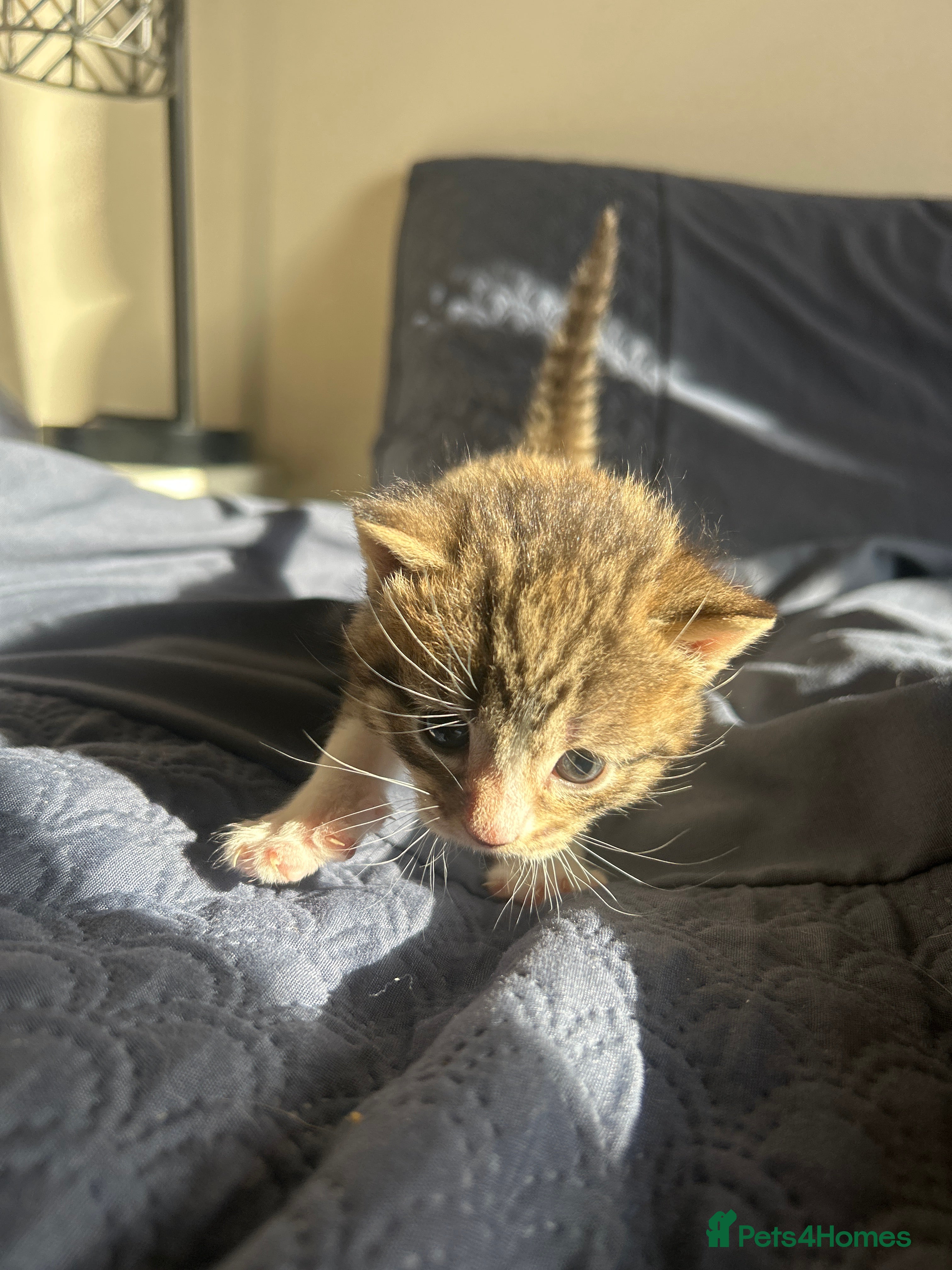 Tabby and white boy