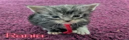 Maine Coon cats for sale: Champion Sired Maine Coon Kittens  TICA Registered in London - Advert 2