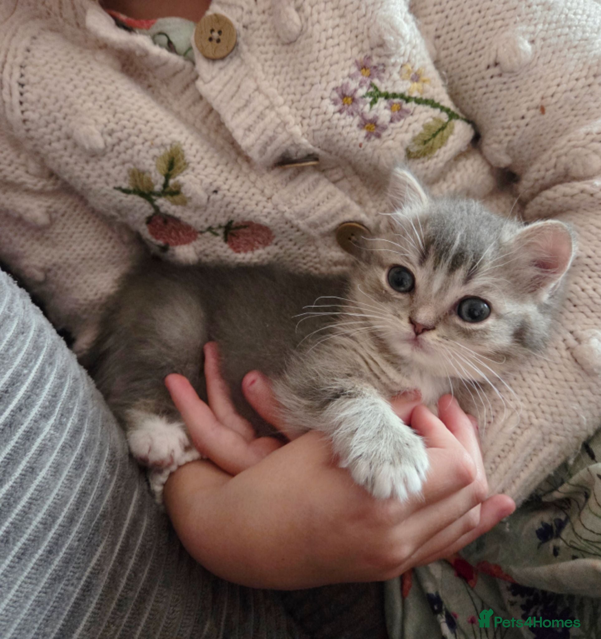Ragdoll cats 💖 last kitten ready to leave now. 💖 - Advert 4