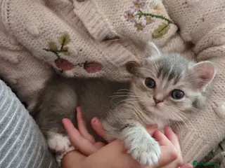 Ragdoll cats 💖 last kitten ready to leave now. 💖 - Advert 4